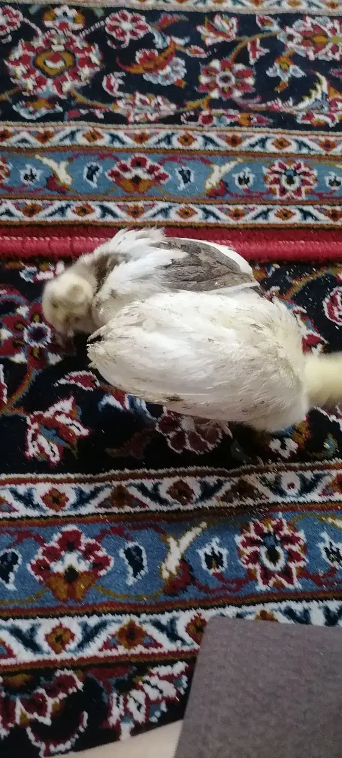 فروش طاووس های بالغ دوعدد جوجه طاووس|پرنده|گرگان, |دیوار