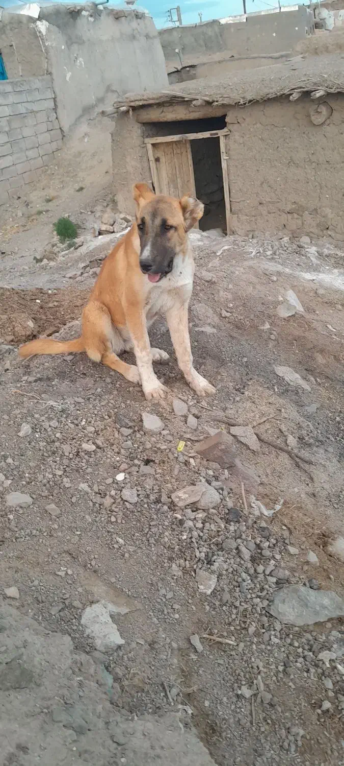 واگذاری ماده 7 ماهه دهن پاک گلگی|سگ|کاشمر, |دیوار