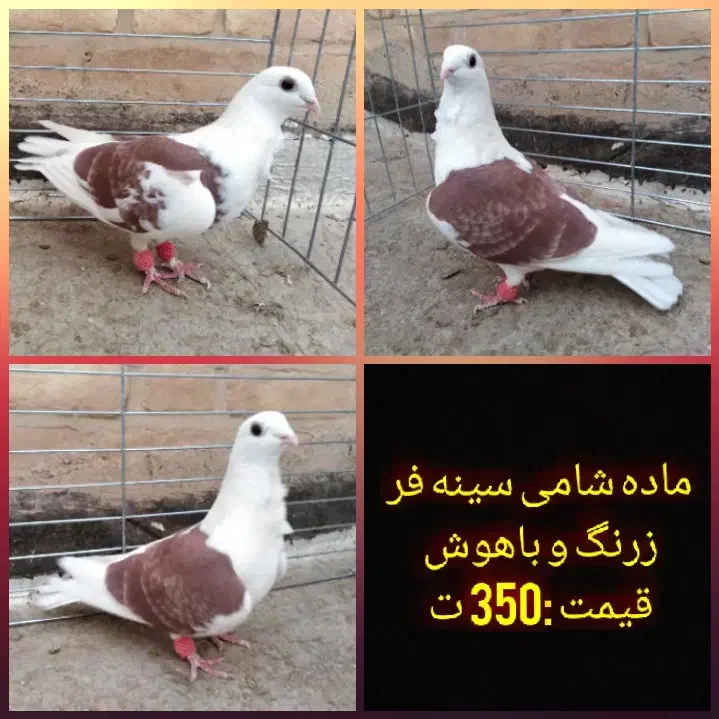 کفتر پلاکی، رنگی، مسافتی|پرنده|یزد, |دیوار