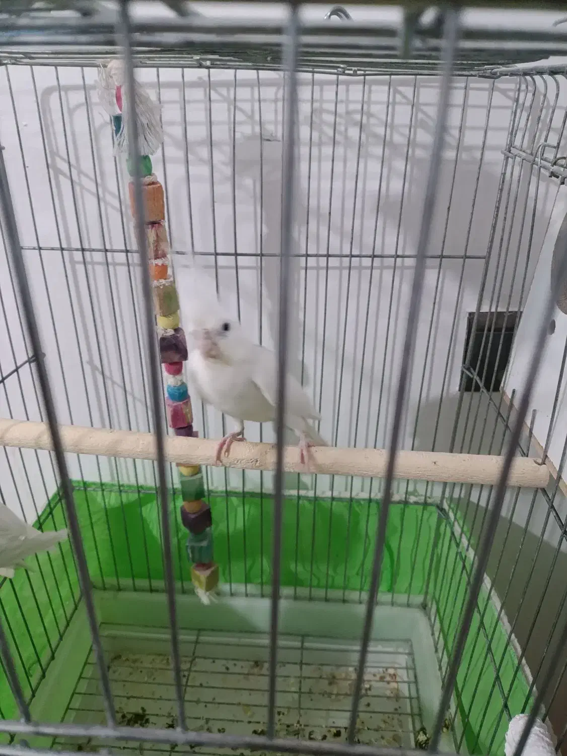 جفت عروس مولدبا یک جوجه دوکت|پرنده|شهریار, شهرک امیریه|دیوار