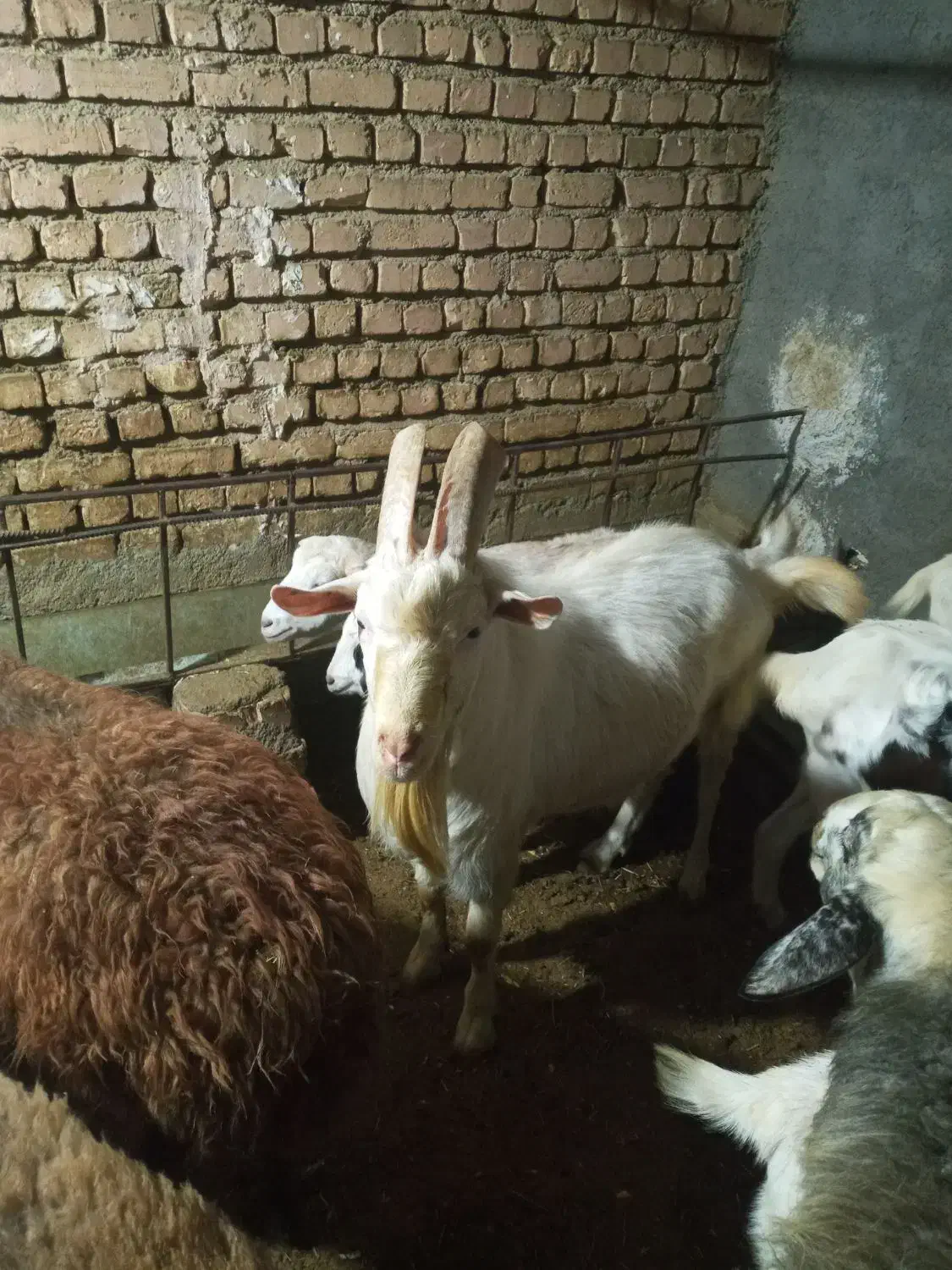 نر بز سانن|حیوانات مزرعه|فریدونشهر, |دیوار