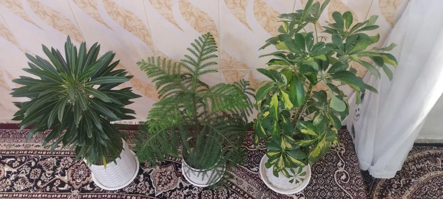 گلل|گل و گیاه طبیعی|کامیاران, |دیوار