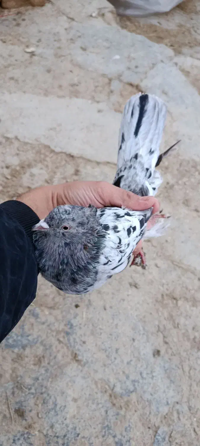 کفتر سرور اصل قدیم پرشی هم دارم|پرنده|خنداب, |دیوار