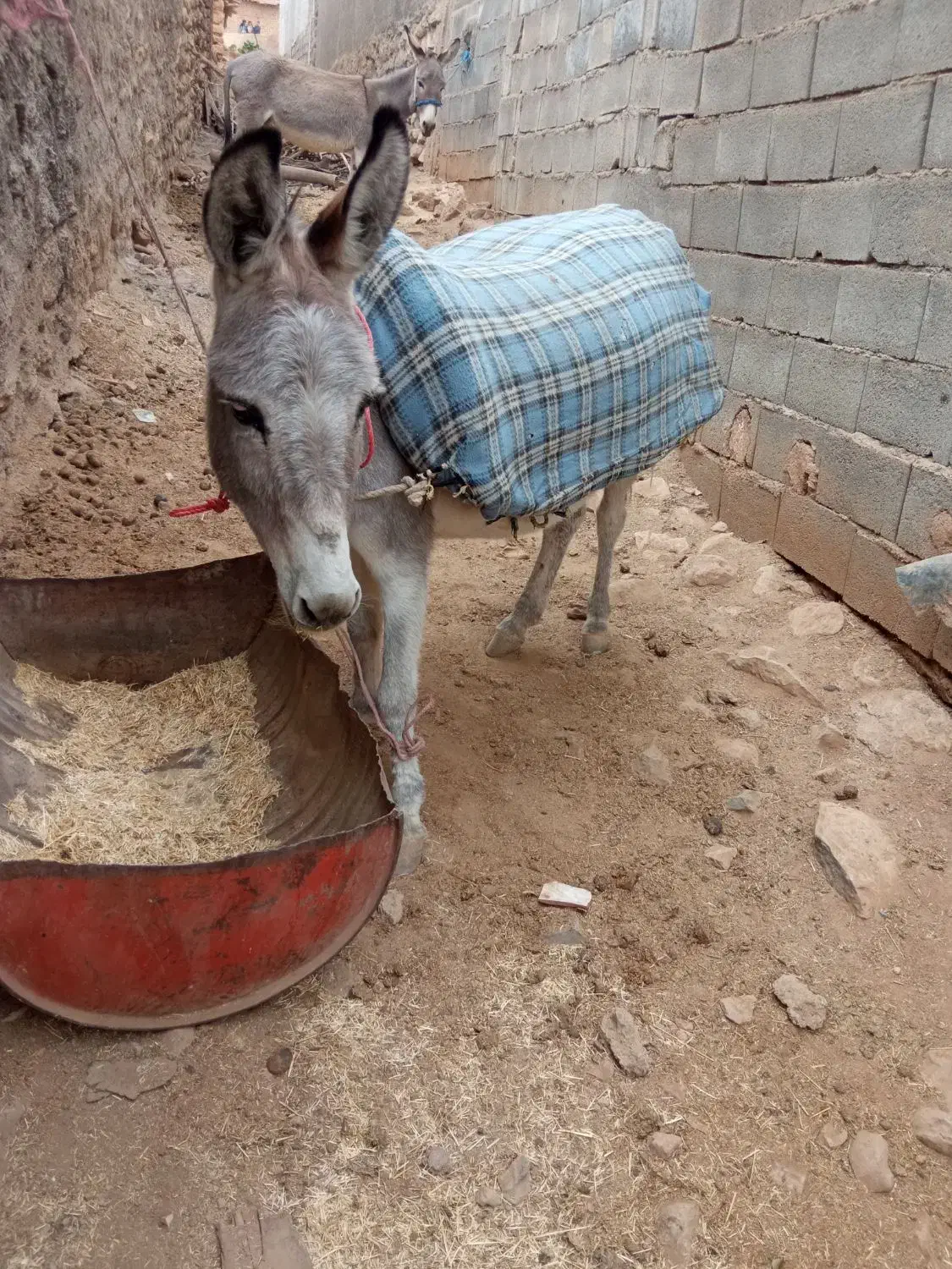 یک عدد خر گلیی|حیوانات مزرعه|ارمند, |دیوار