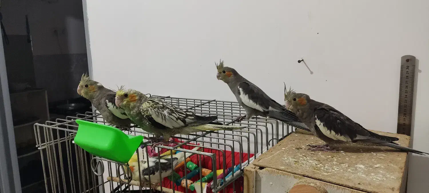 ۶ عدد عروس هلندی|پرنده|تنکابن, |دیوار