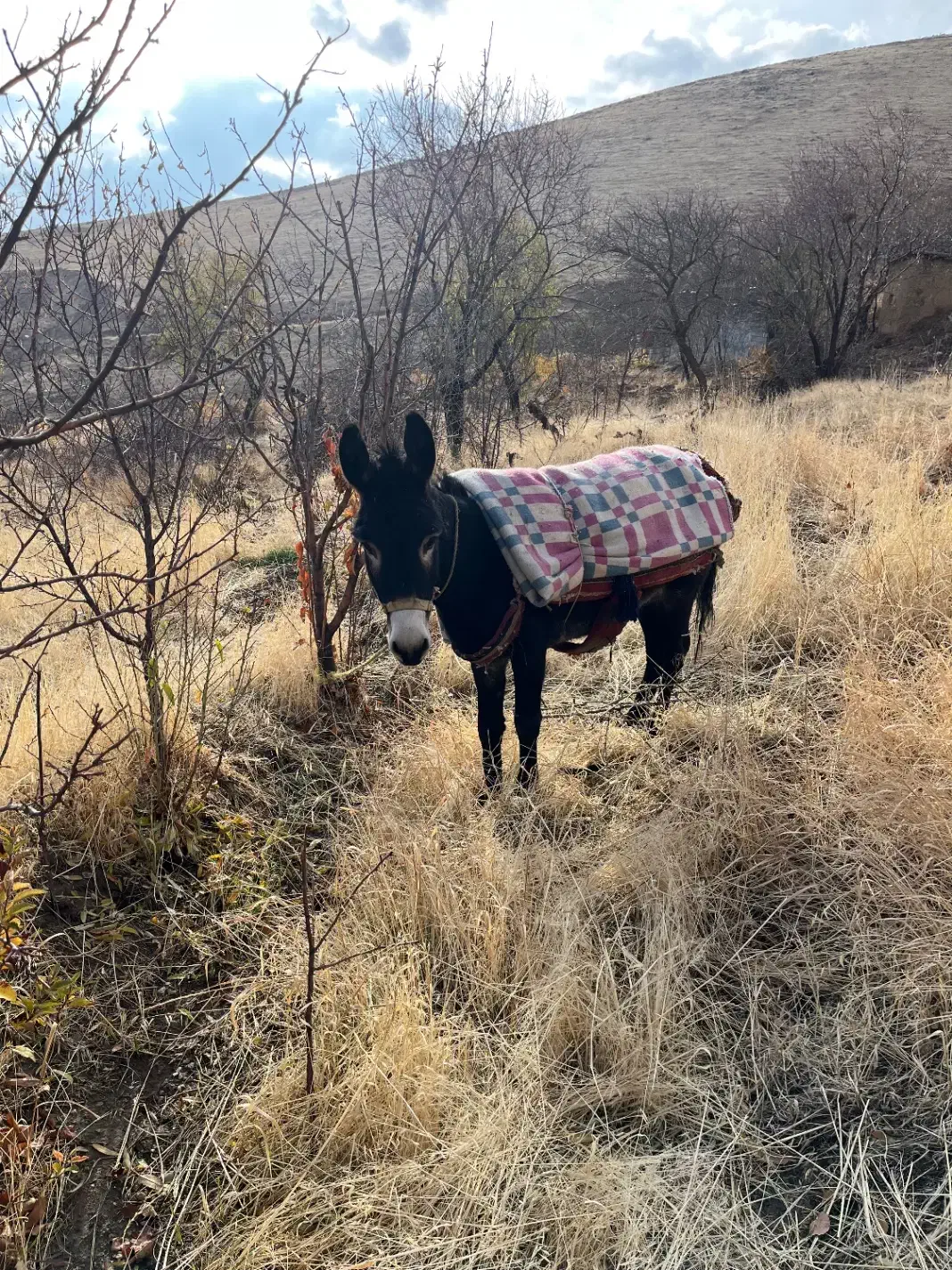 خرنر|حیوانات مزرعه|دینور, |دیوار