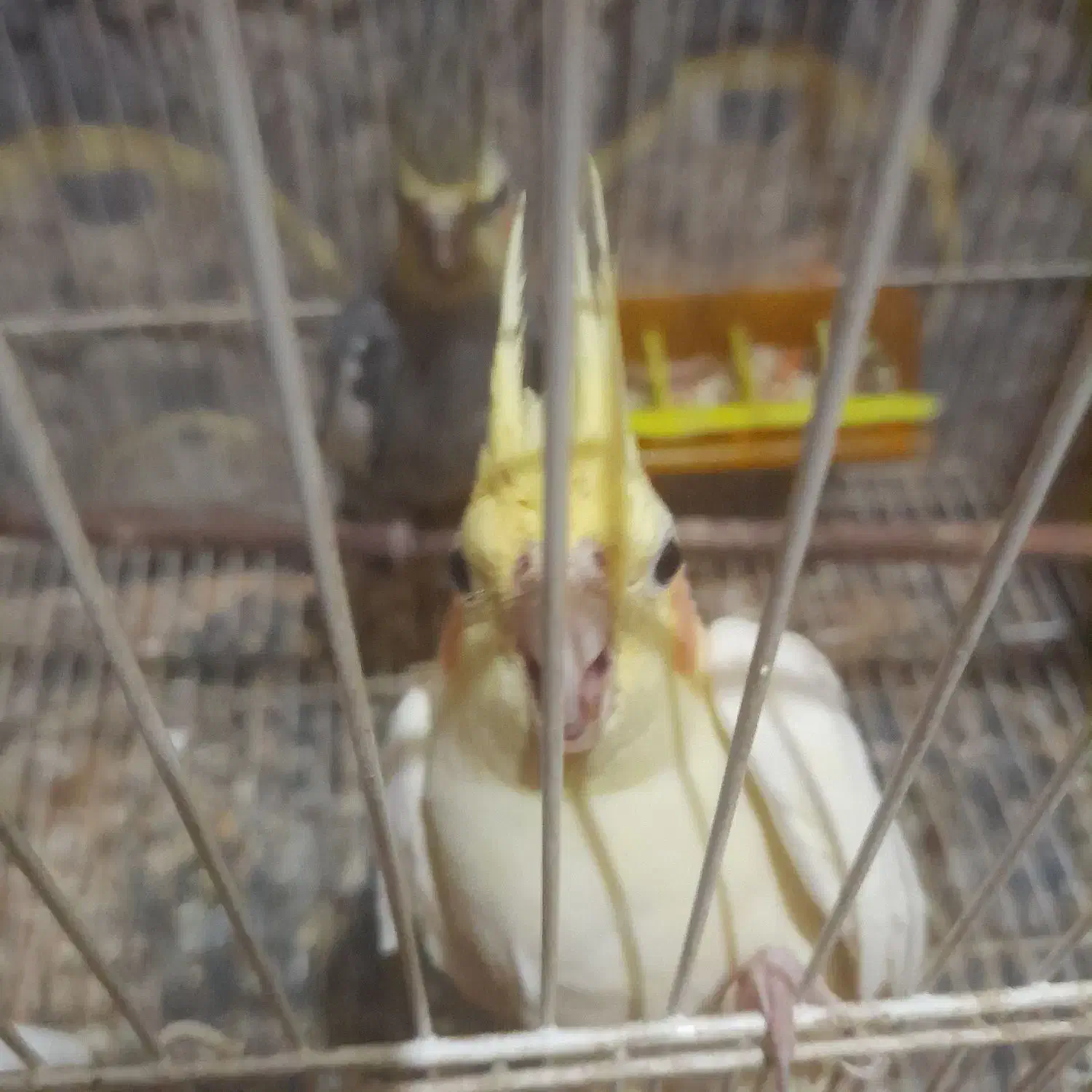 سلام یه جفت عروس بادوتا جوجه|پرنده|مشهد, کشف|دیوار