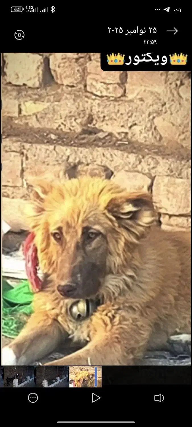 واگذاری یک قلاده سگ|سگ|آران و بیدگل, |دیوار