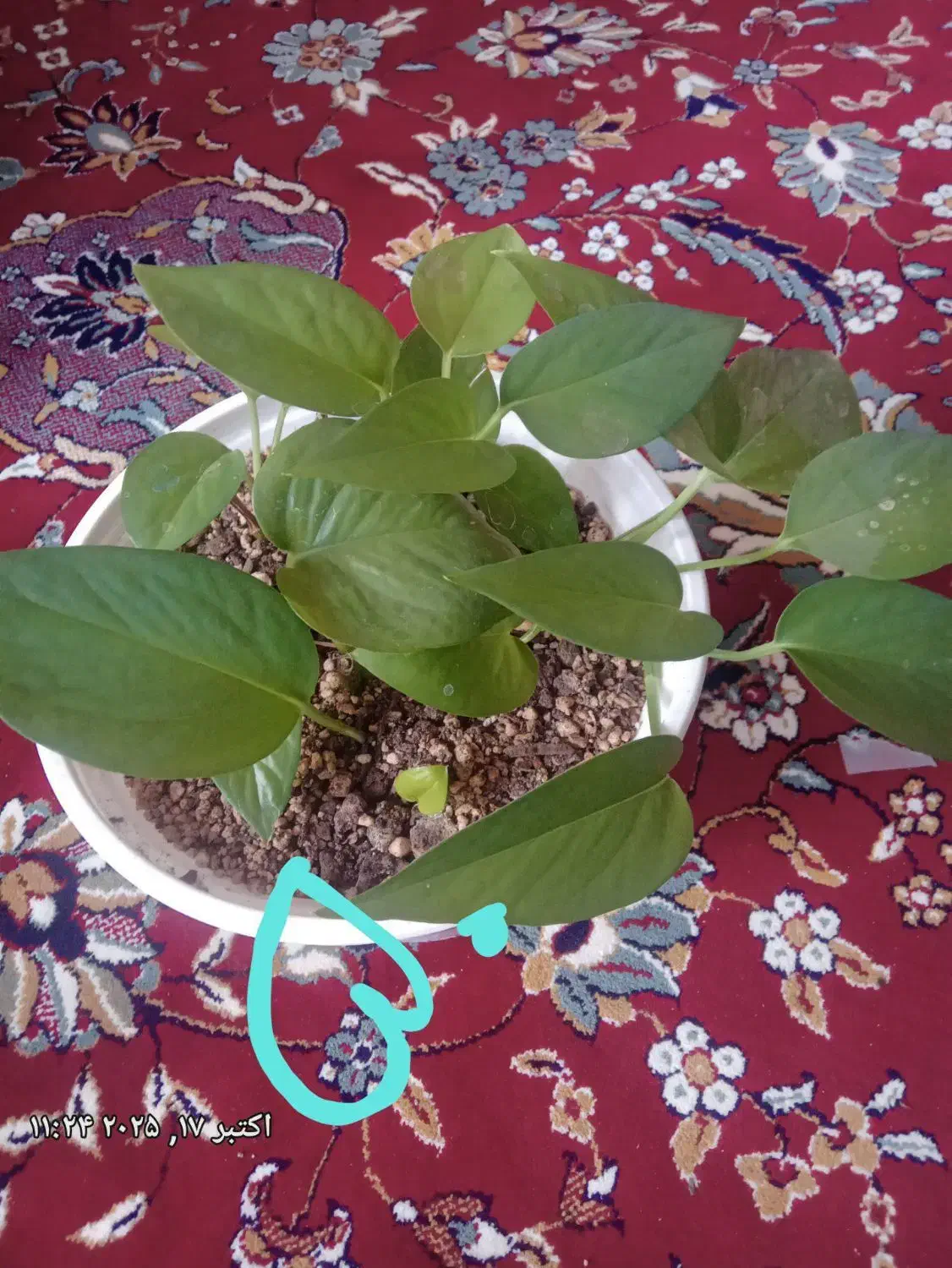 گل طبیعی فروشی|گل و گیاه طبیعی|قائن, |دیوار