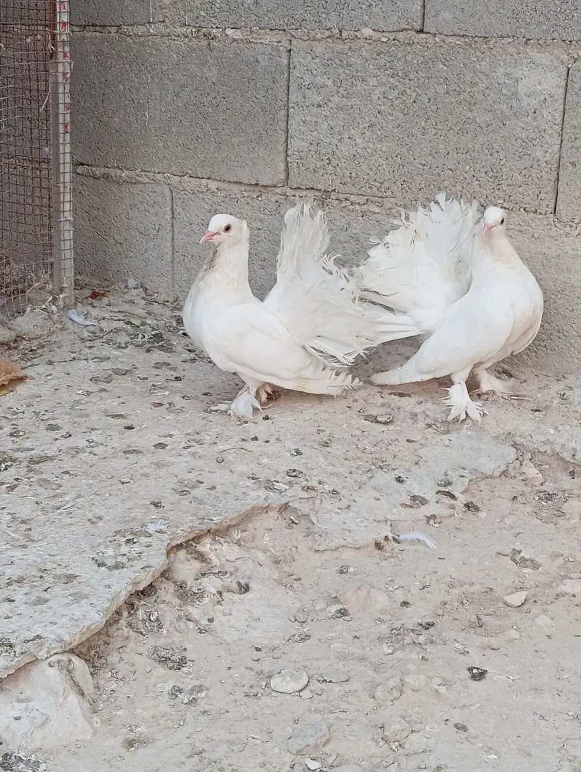 دم چتری|پرنده|بندر کنگان, |دیوار
