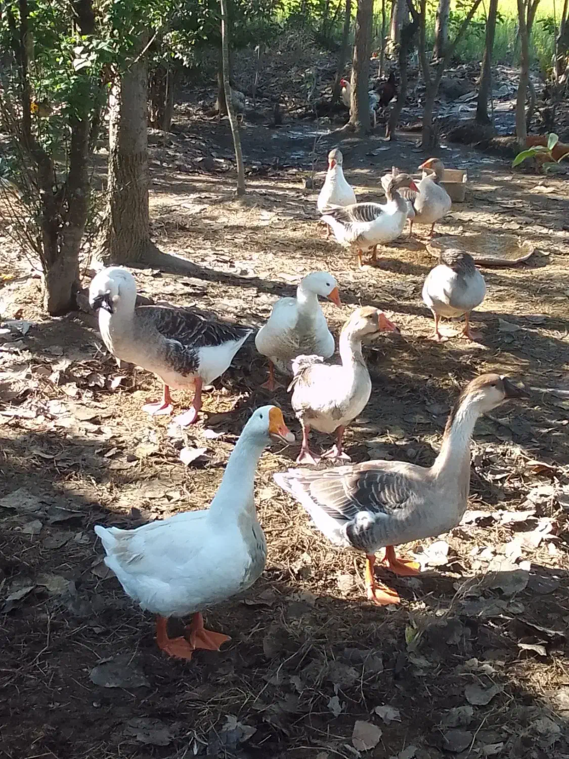 قوغاز و غاز سنگین وزن ۴۰ عدد|حیوانات مزرعه|گوراب زرمیخ, |دیوار