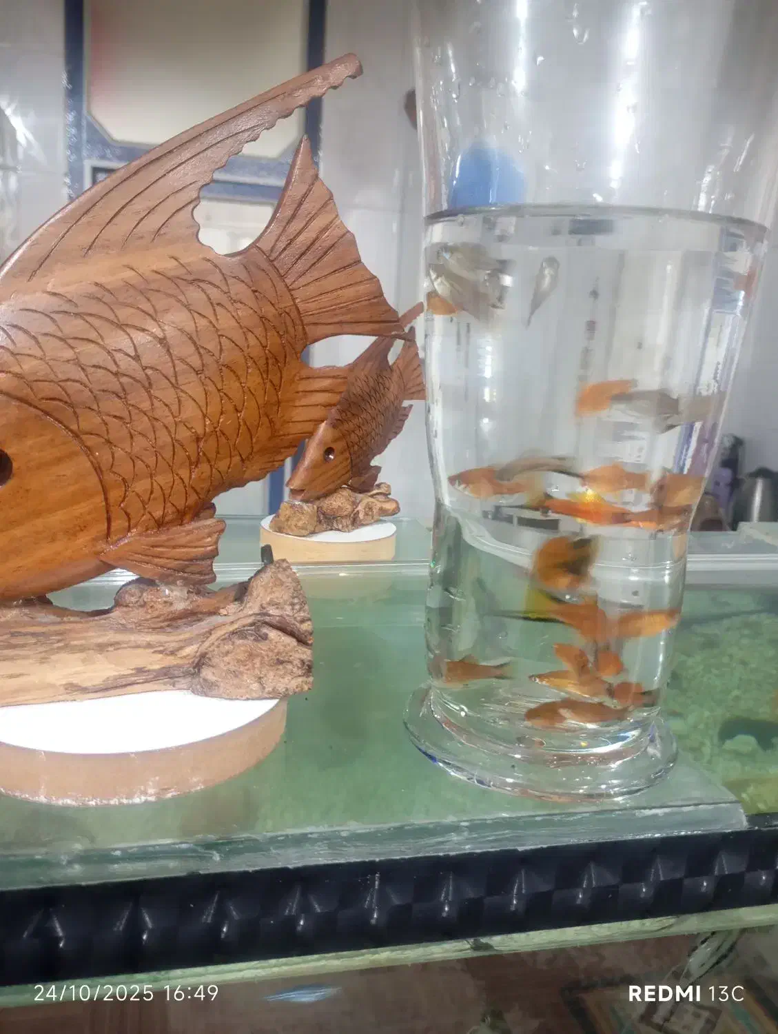 ماهی دم شمشیری|ماهی|دزفول, |دیوار