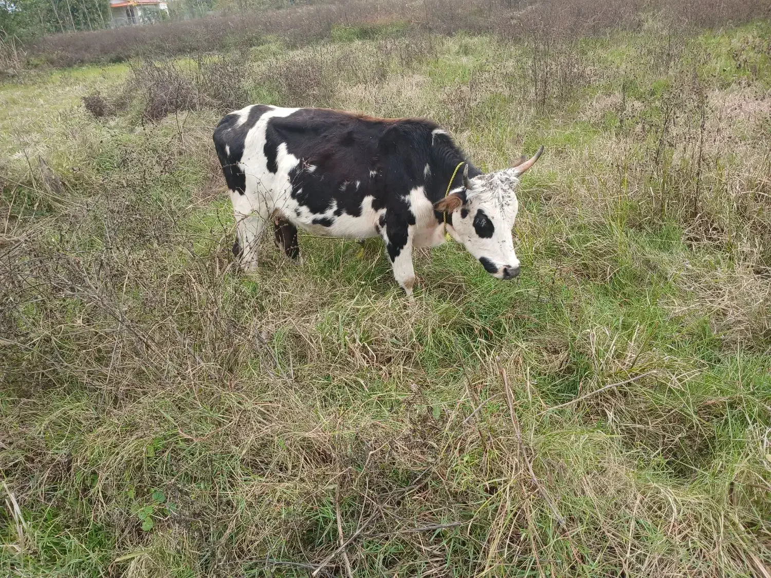 چالوسی گاو با لیشه سیمینتال|حیوانات مزرعه|صومعه‌سرا, |دیوار