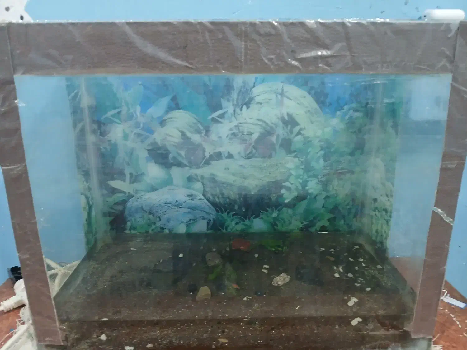 فروشی|ماهی|بندرعباس, |دیوار