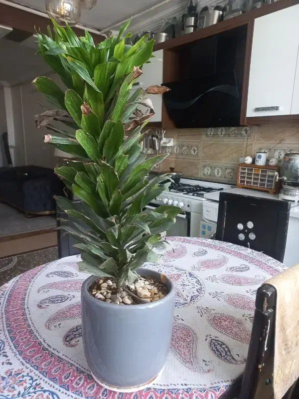 گل طبیعی|گل و گیاه طبیعی|مشهد, کشف|دیوار