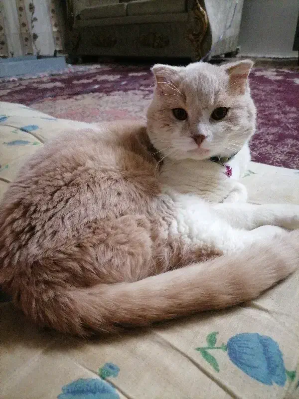 گربه|گربه|مشهد, خواجه ربیع|دیوار