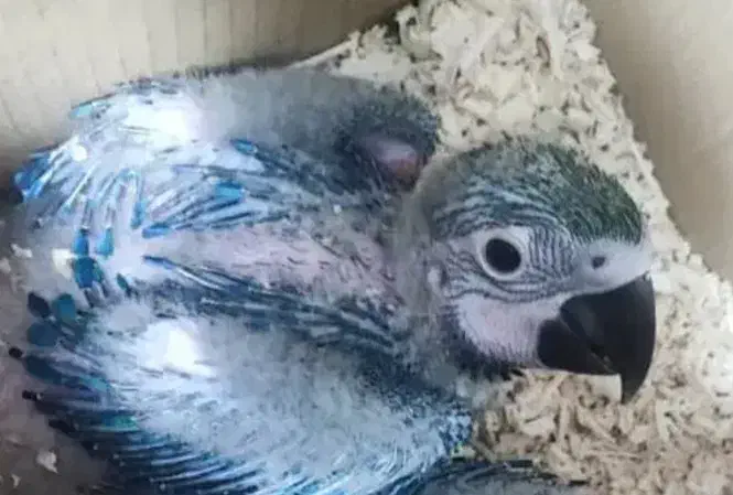 حراج جوجه ی سرلاکی طوطیهای خانگی دستی|پرنده|همدان, |دیوار