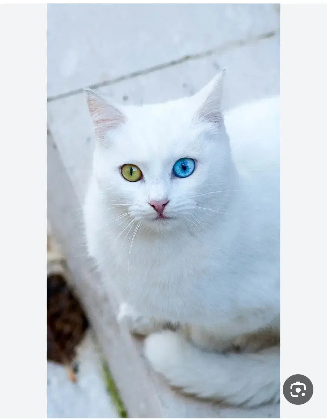 واگذاری گربه|گربه|فسا, |دیوار