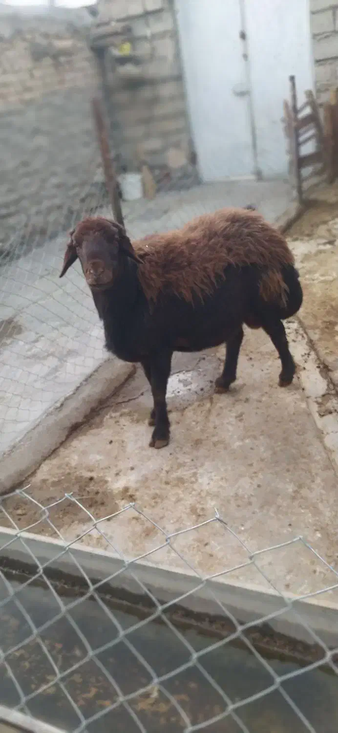 باسلام قوچ نژاددارجنس قره قزل|حیوانات مزرعه|زرین دشت (همدان), |دیوار