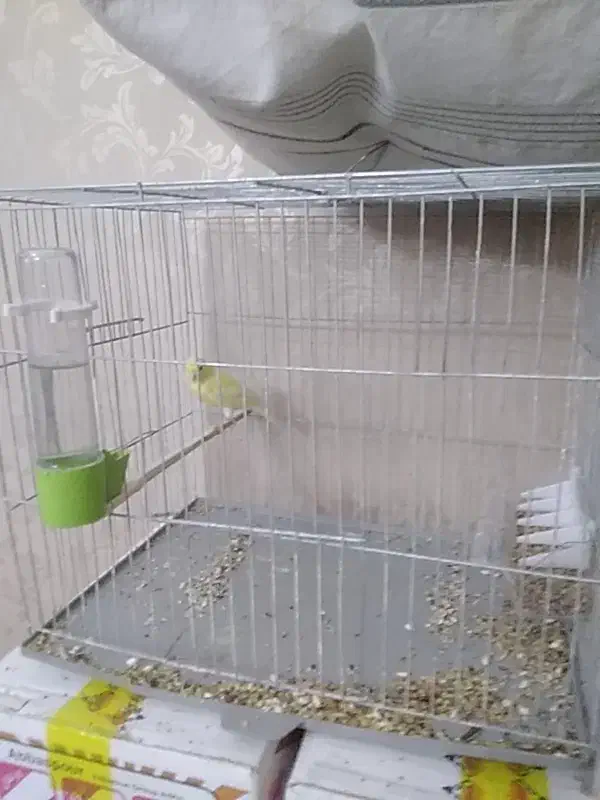 پرنده|پرنده|شهریار, شهرک امیریه|دیوار