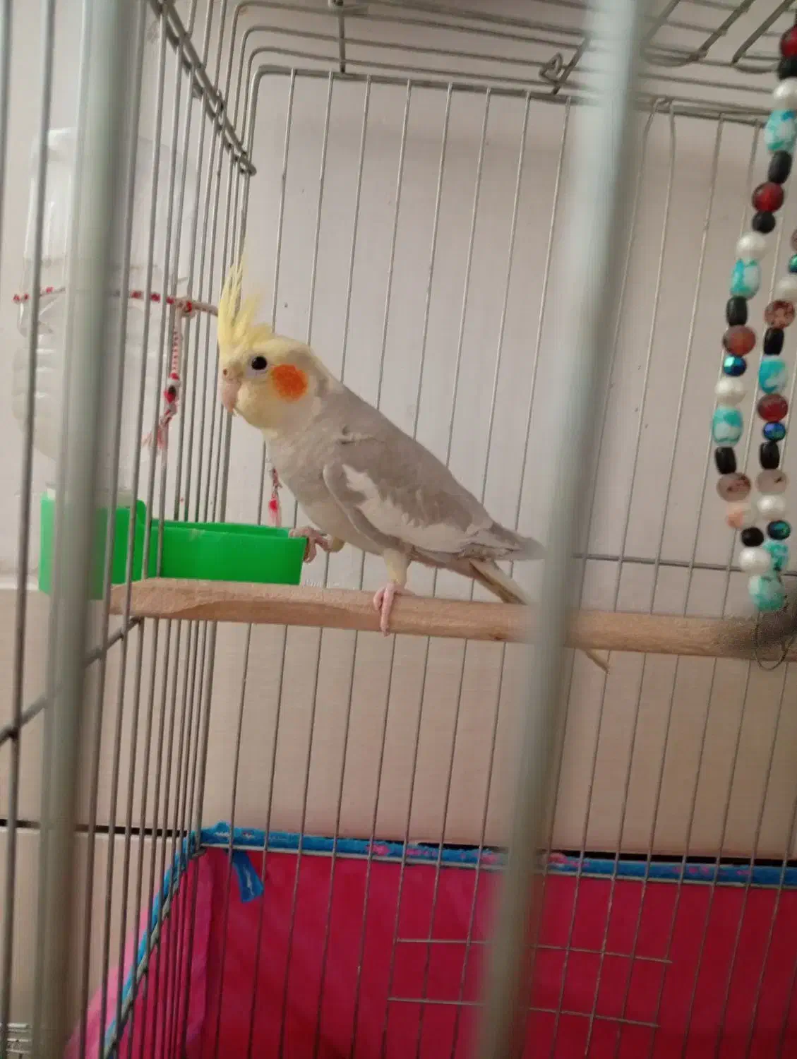 جوجه عروس هلندی|پرنده|خمینیشهر, |دیوار