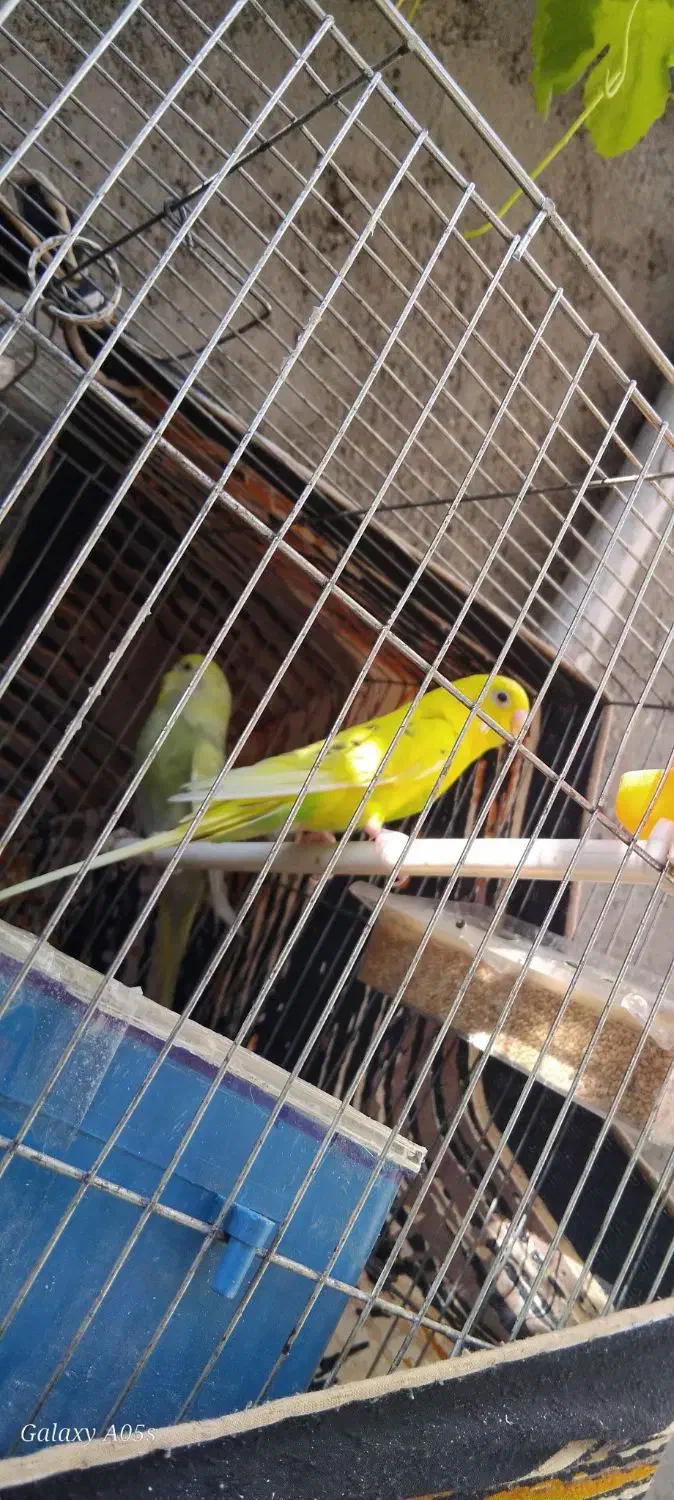 مرغ عشق|پرنده|تایباد, |دیوار