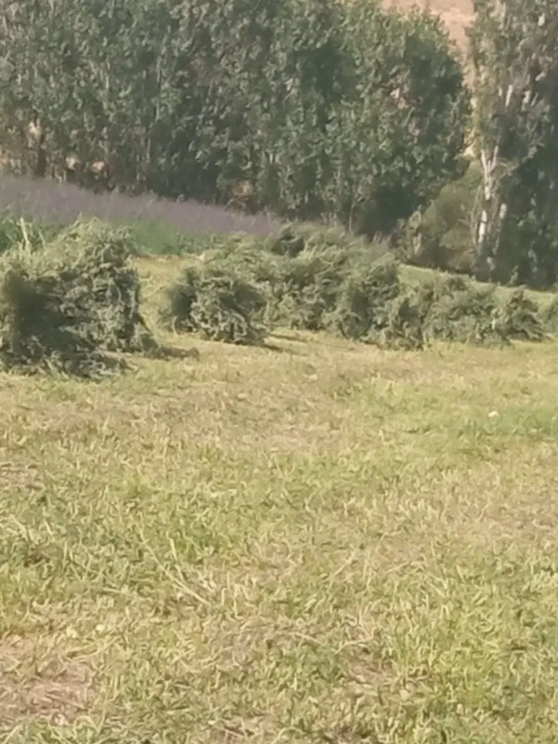 یونجه|لوازم جانبی حیوانات|ایجرود, |دیوار