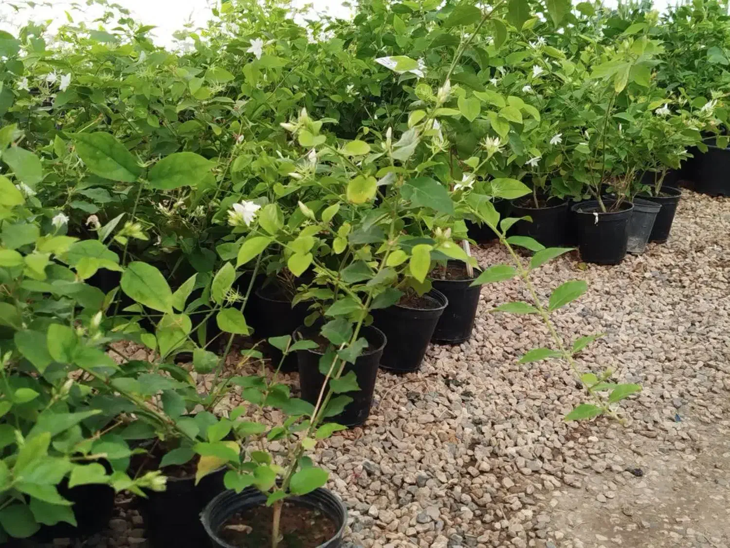 یاس رازقی فقط۲۸ت|گل و گیاه طبیعی|اصفهان, زاجان|دیوار