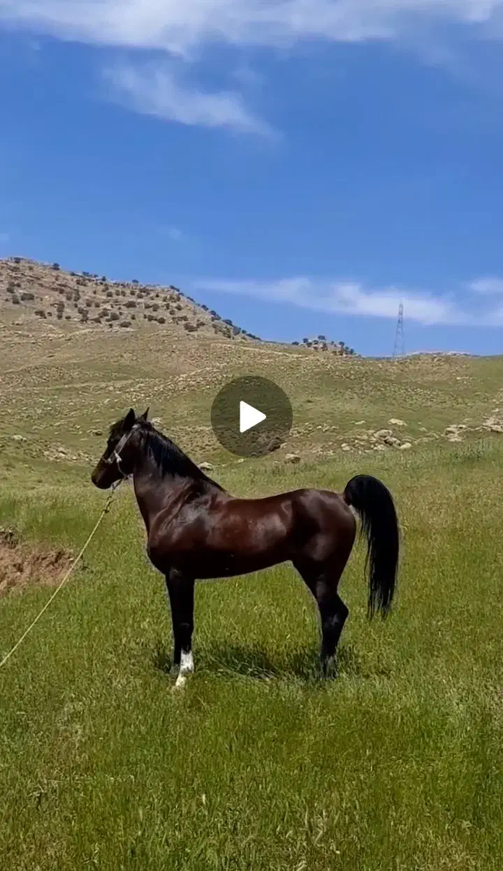 اسب شجره و شناسنامه دار|اسب و تجهیزات اسب‌سواری|کوهدشت, |دیوار