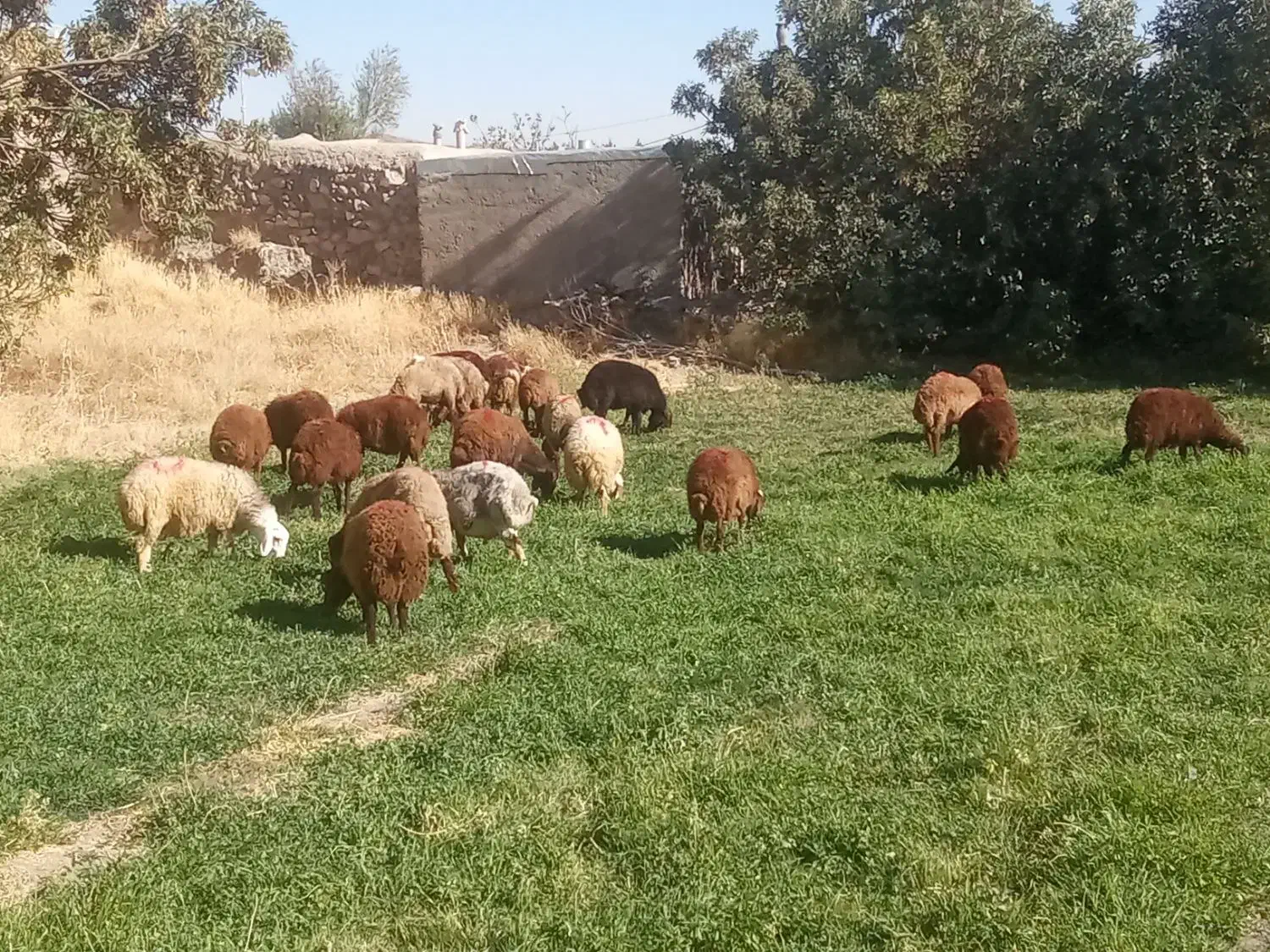 بره نر|حیوانات مزرعه|قروه, |دیوار