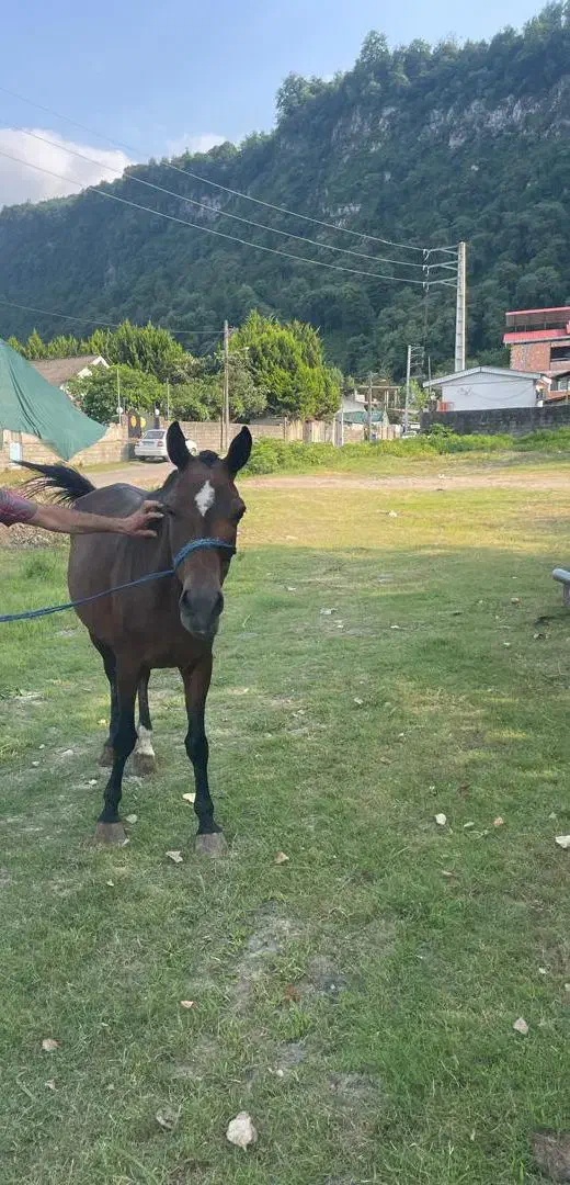 مادیان پنج ساله|اسب و تجهیزات اسب‌سواری|عباس‌آباد, |دیوار