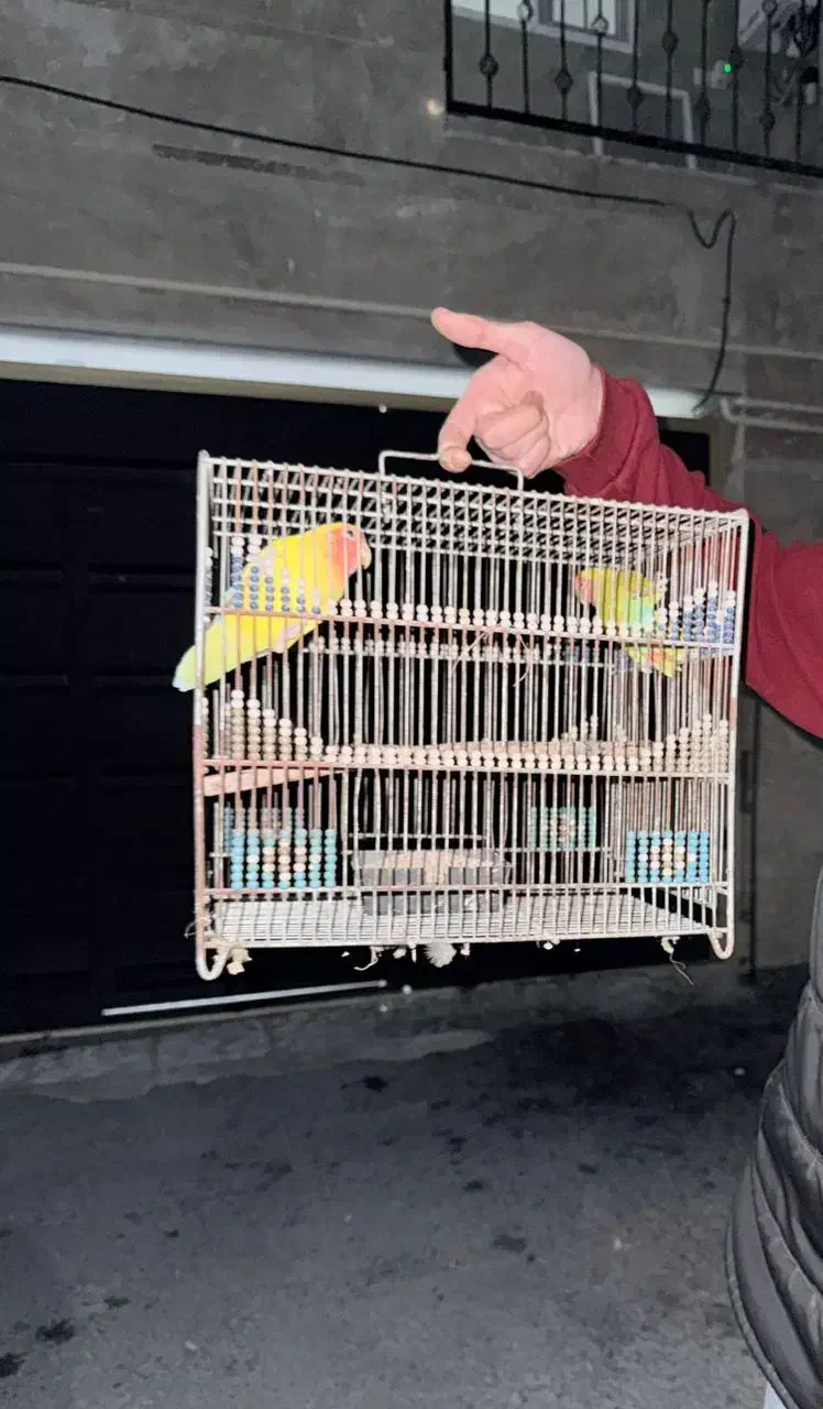 پرنده|پرنده|بابلسر, |دیوار