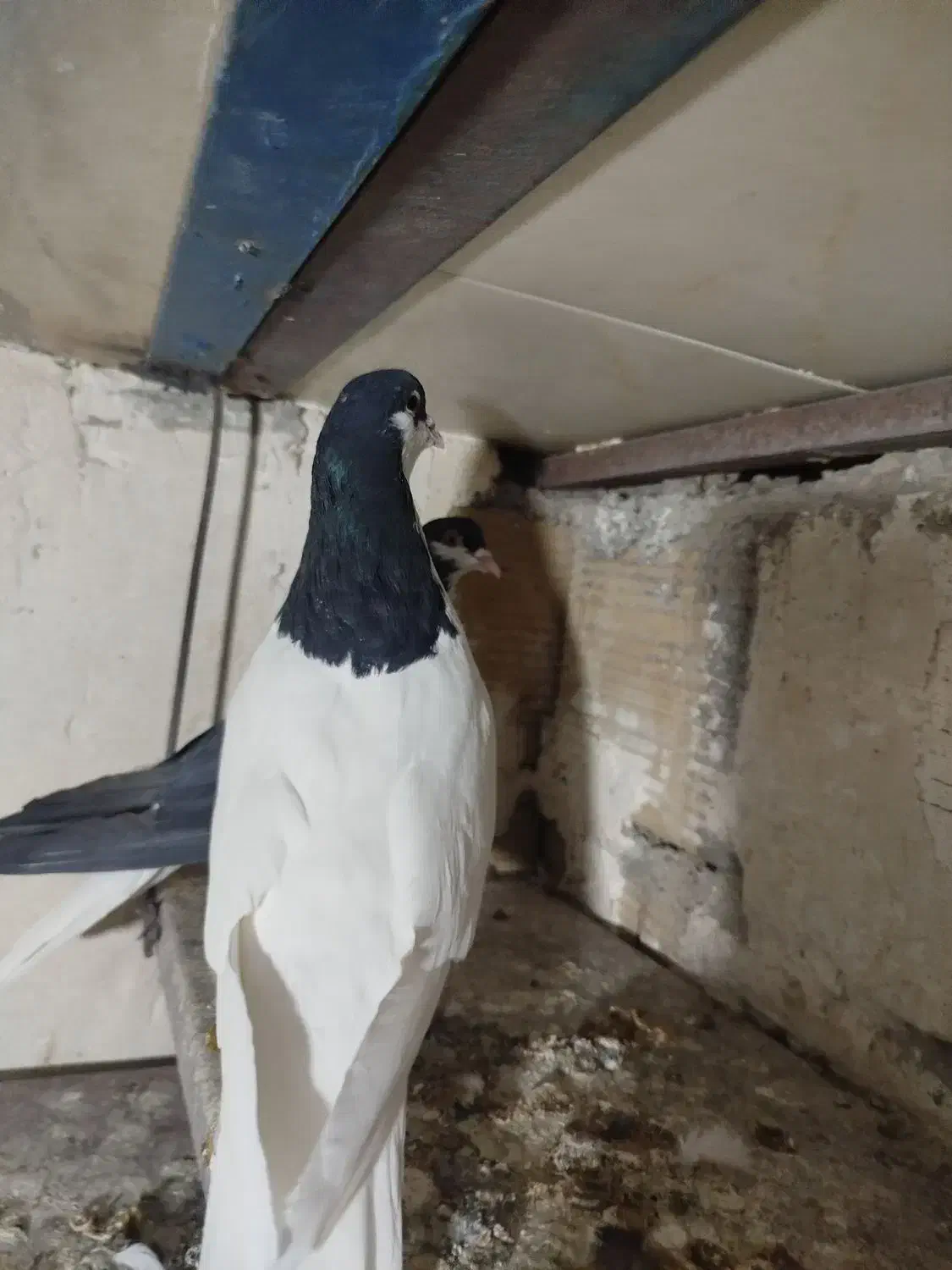 کبوتر سیاهپوش|پرنده|الوند, |دیوار