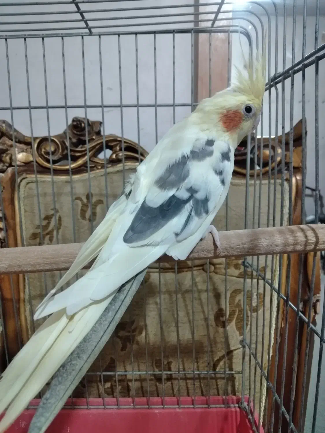 عروس هلندی نردرشتوسلامت|پرنده|قدس, شهرقدس|دیوار