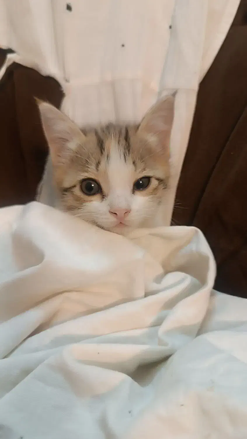 گربه ماده ۵ ماهه|گربه|قوچان, |دیوار