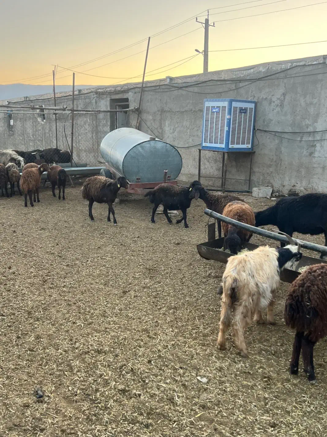 حیوانات مزرعه|حیوانات مزرعه|حسن آباد, |دیوار