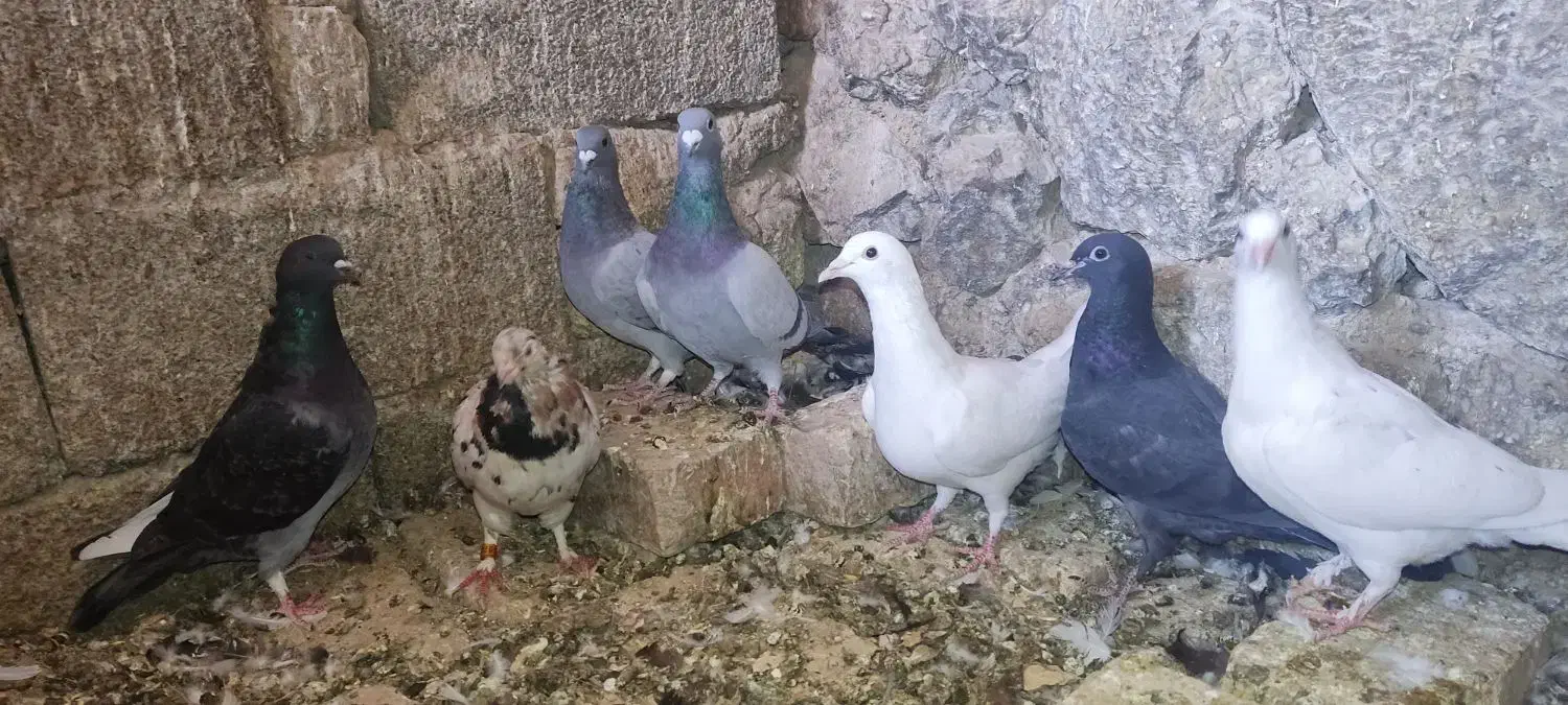 کفتر کبوتر پرنده|پرنده|مرودشت, تخت جمشید|دیوار