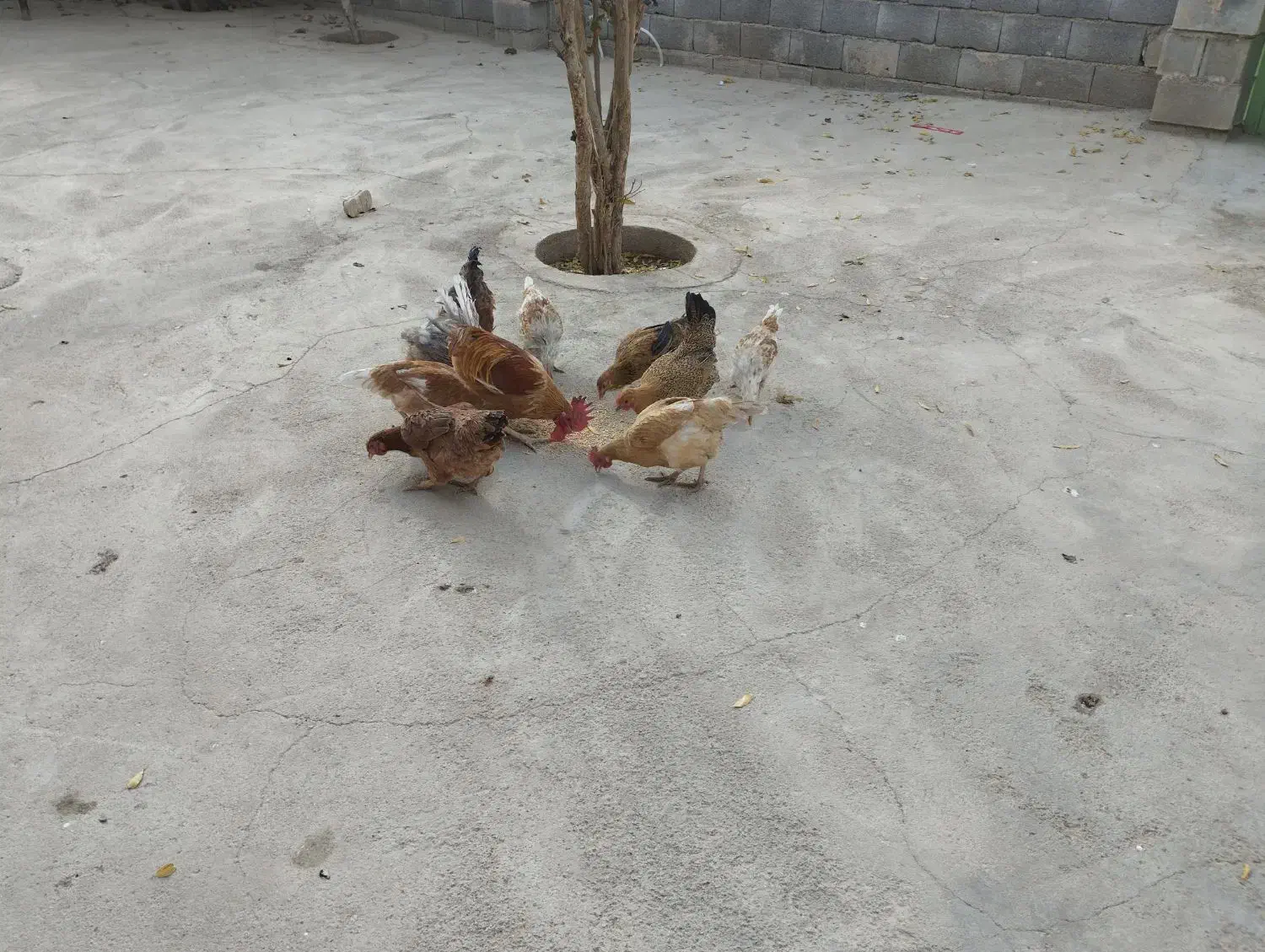 پرنده مرغ|حیوانات مزرعه|لردگان, |دیوار