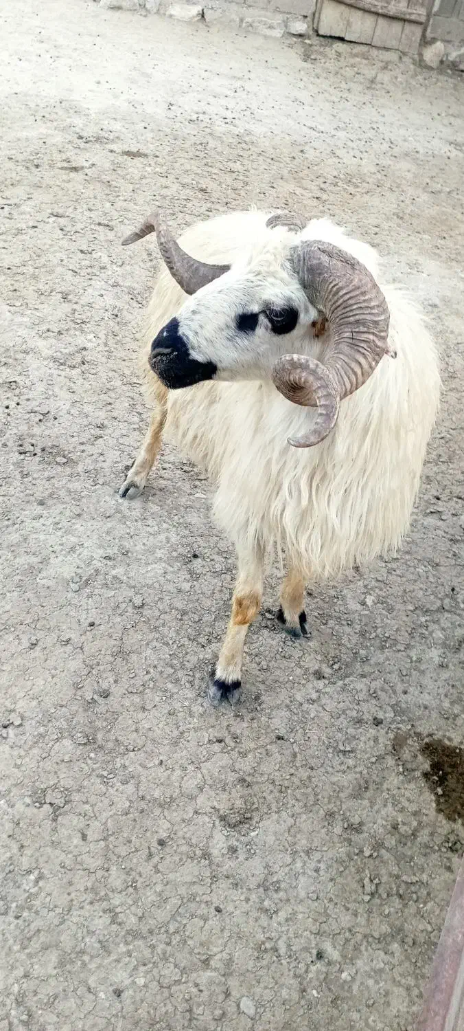 قوچ|حیوانات مزرعه|چالدران, |دیوار