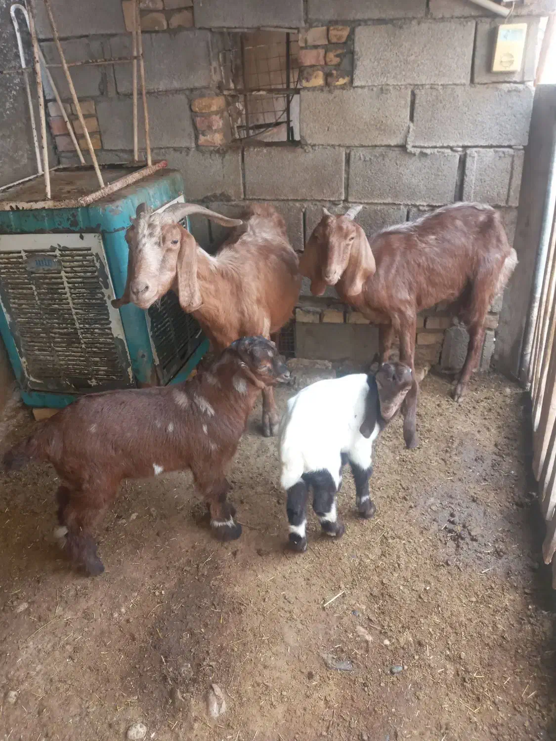 بز بابزغاله|حیوانات مزرعه|شوش, |دیوار