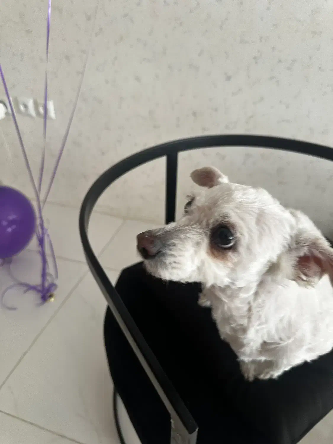 واگذاری سگ شیتزو|سگ|مشهد, اقبال|دیوار