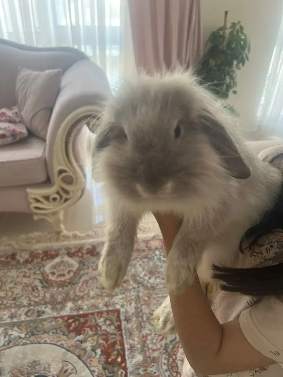 واگذاری خرگوش لوپ|موش و خرگوش|تهران, اباذر|دیوار