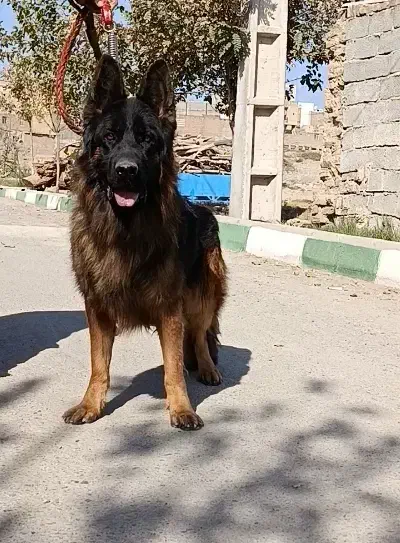 ژرمن شولاین موبلند|سگ|محمدشهر, علی آباد گونه|دیوار