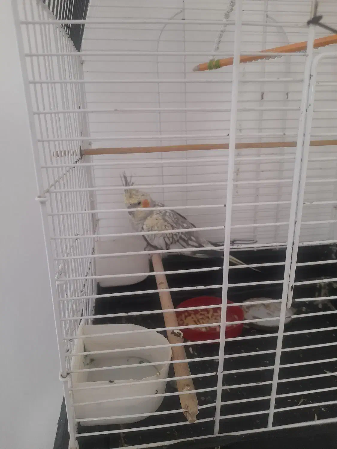 عروس هلندی با قفس|پرنده|شاهین‌شهر, گرگاب|دیوار