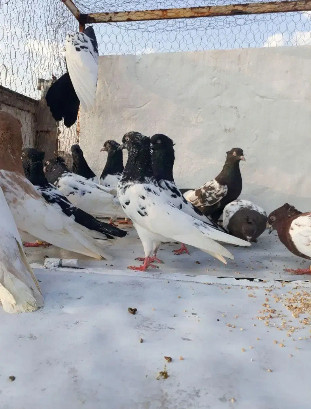 کله.   سینه.   به شرط تخم و جوجه|پرنده|اشتهارد, |دیوار