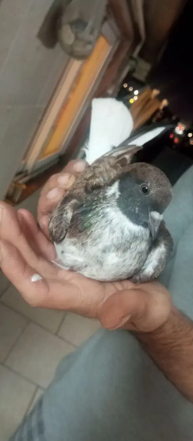 فروش کبوتر|پرنده|لاهیجان, کوی آزادگان|دیوار