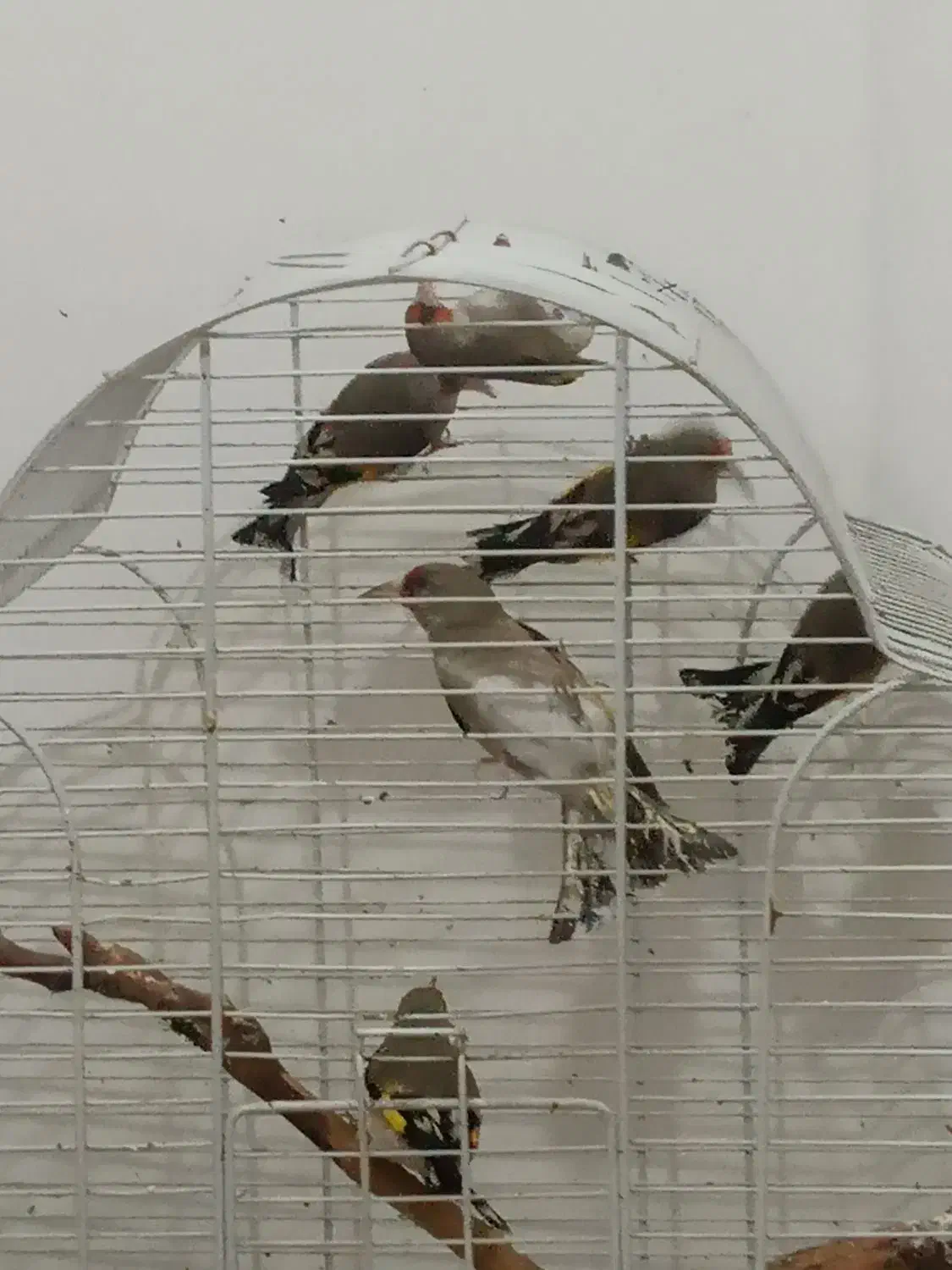 سهره قناری فنچ|پرنده|تهران, توحید|دیوار