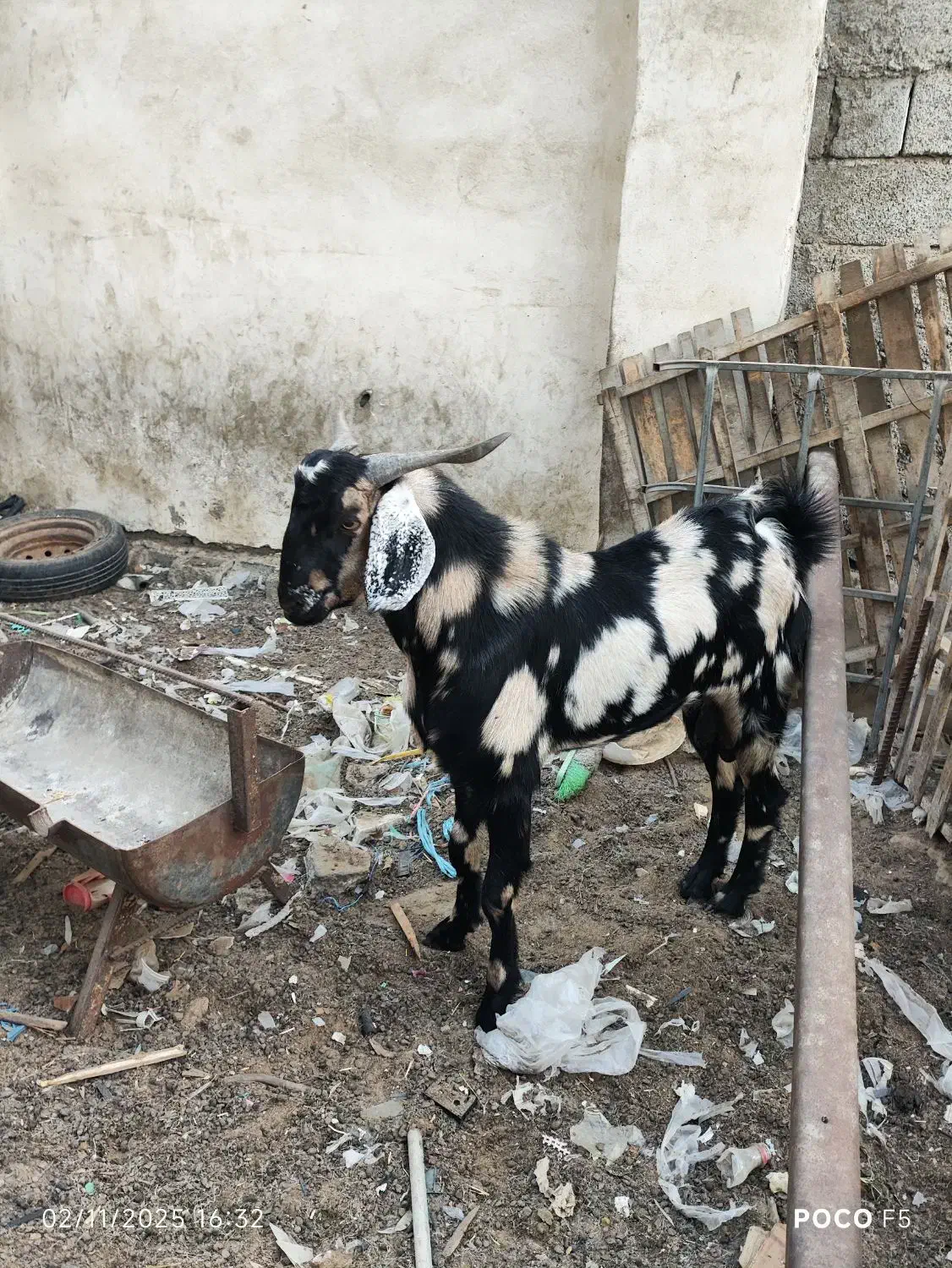 نر بز گوشتی|حیوانات مزرعه|چابهار, |دیوار