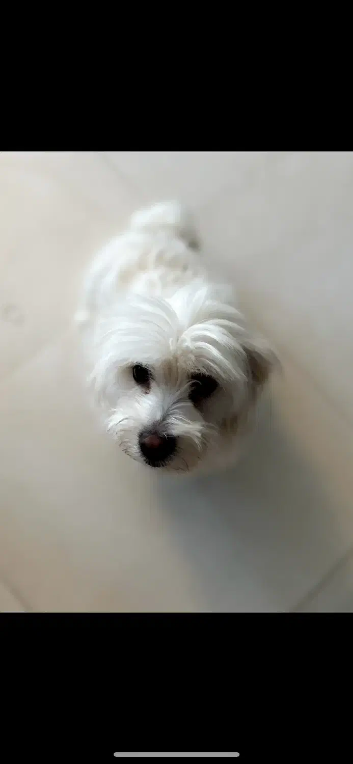 سگ نرعقیم شده،گمشده در بازقند|حیوانات|سبزوار, قصبه شرقی|دیوار