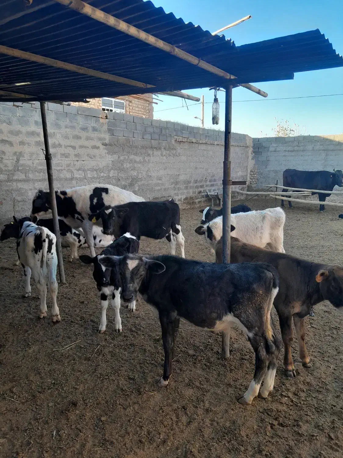 گوساله نر و ماده وگاو|حیوانات مزرعه|شیراز, حومه شیراز|دیوار
